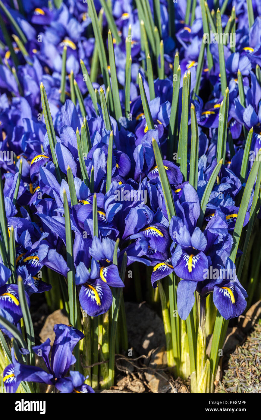 Blue Iris reticulata 'Harmony'. Spring iris flowers Reticulata irises Stock Photo