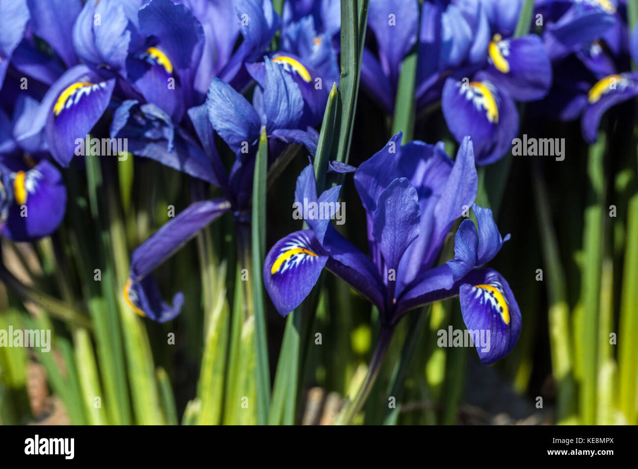 Blue Iris reticulata 'Harmony'. Dwarf iris close up flower Blooms Stock Photo