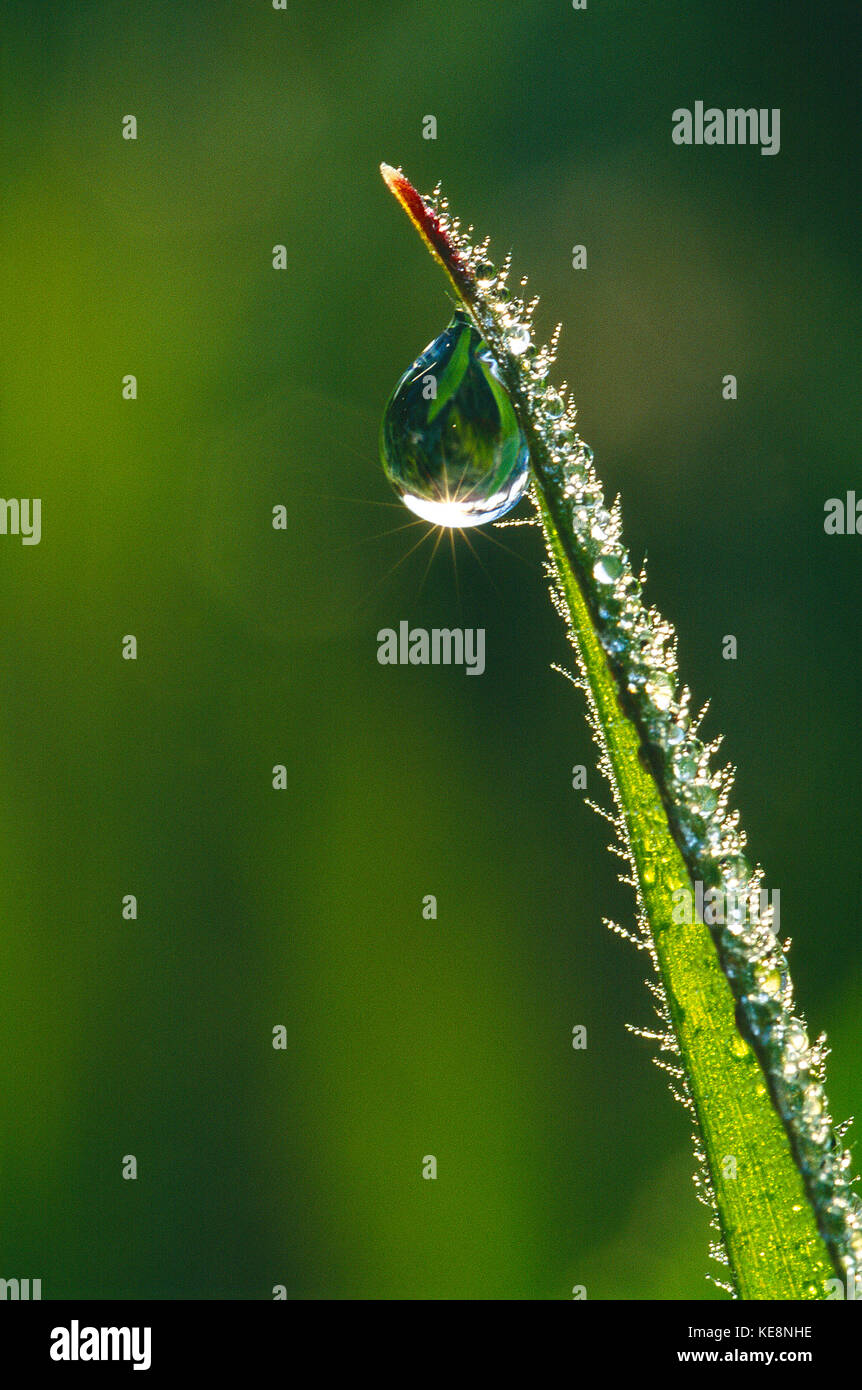 Close up of water drop on blade of grass. Stock Photo