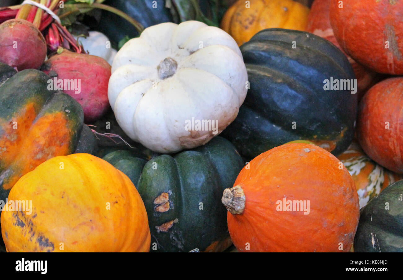 Big pile of decorative festive small pumpkins Stock Photo - Alamy