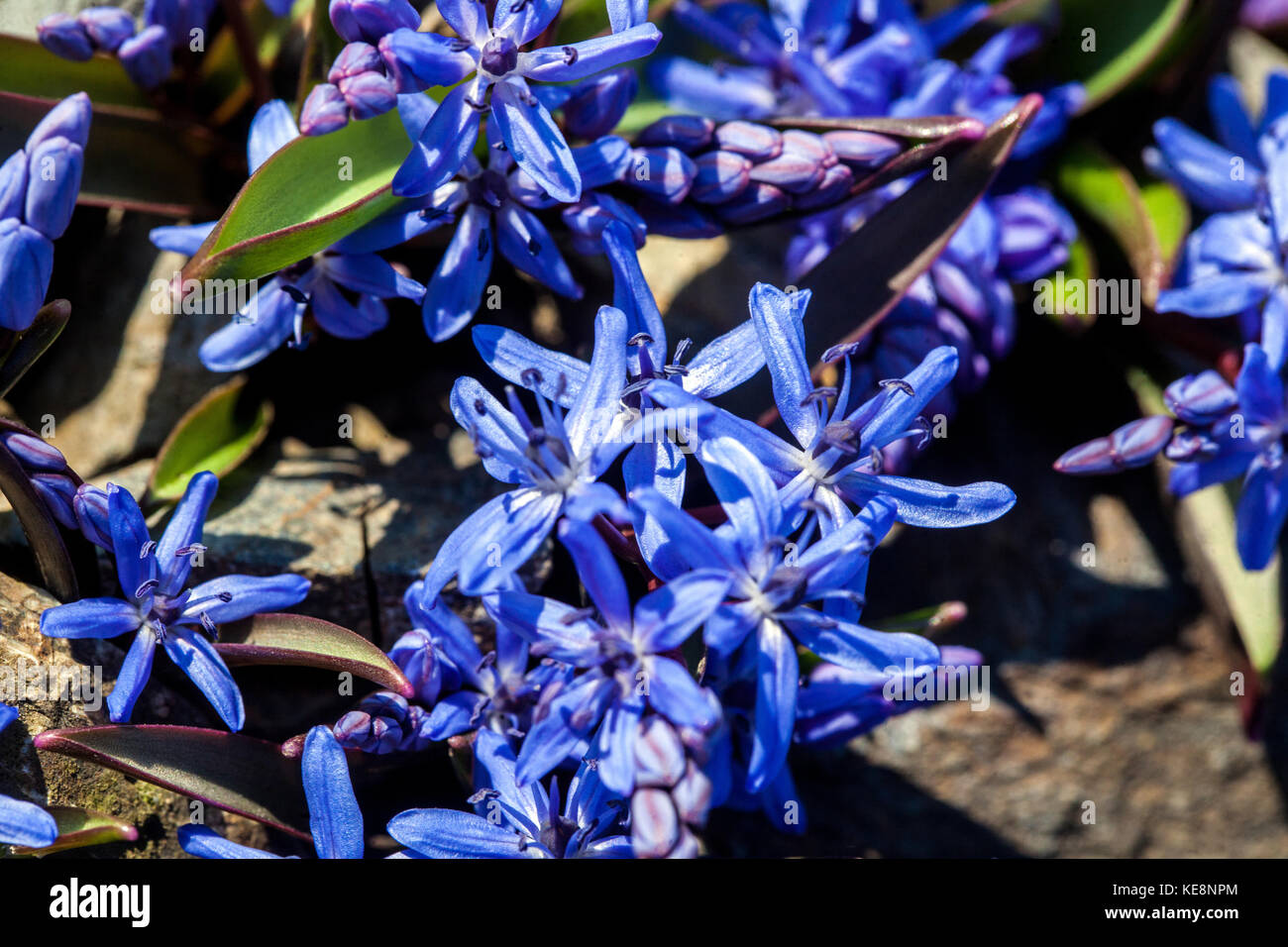 Scilla forbesii syn. Chionodoxa forbesii flowers in early spring Stock Photo