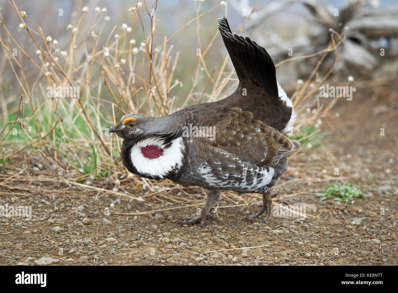 Blue or Dusky grouse during mating season in Yellowstone National Park Stock Photo
