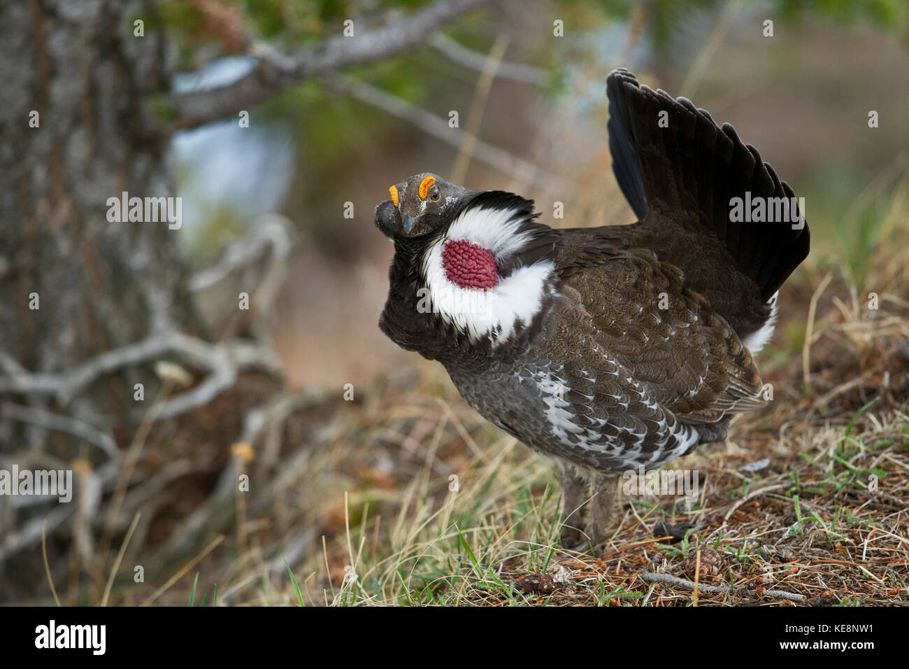 Blue or Dusky grouse during mating season in Yellowstone National Park Stock Photo