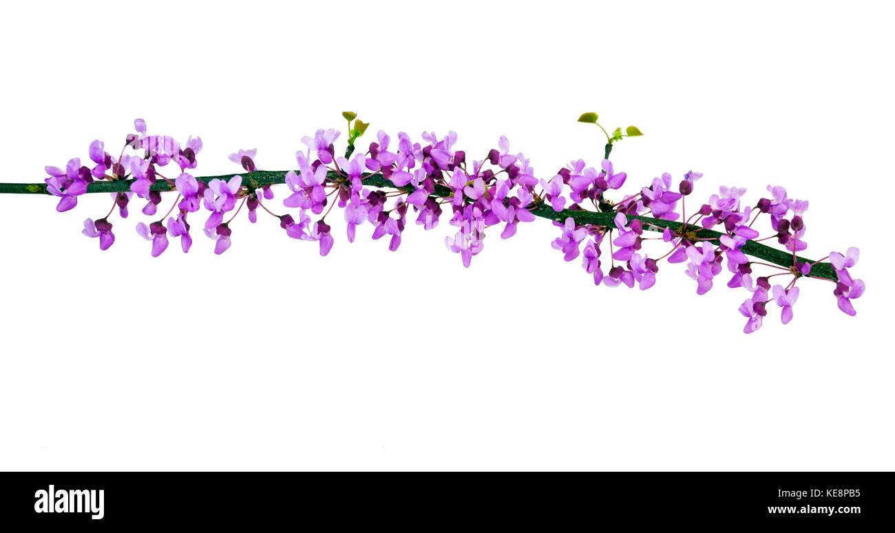 Redbud tree branch with spring blossoms. Isolated. Stock Photo