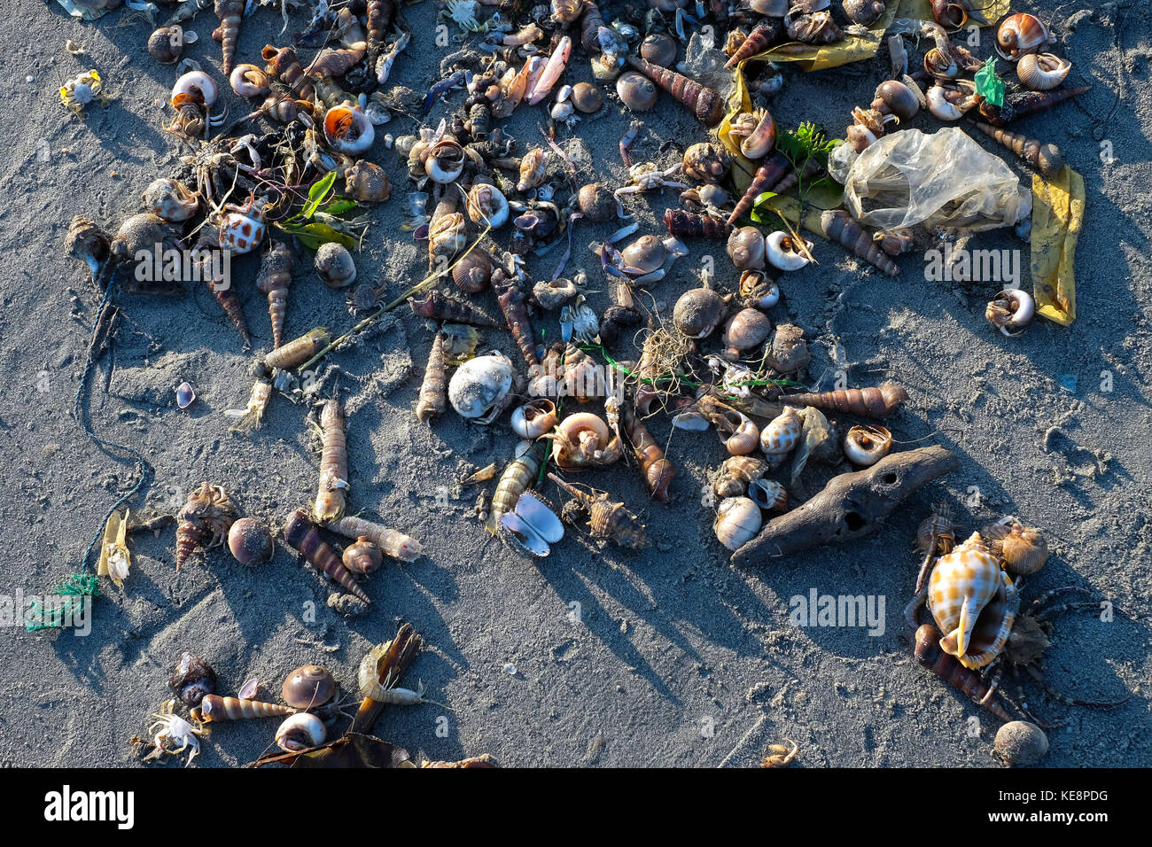 Snails, mussel drifted on the beach in sunny day Stock Photo