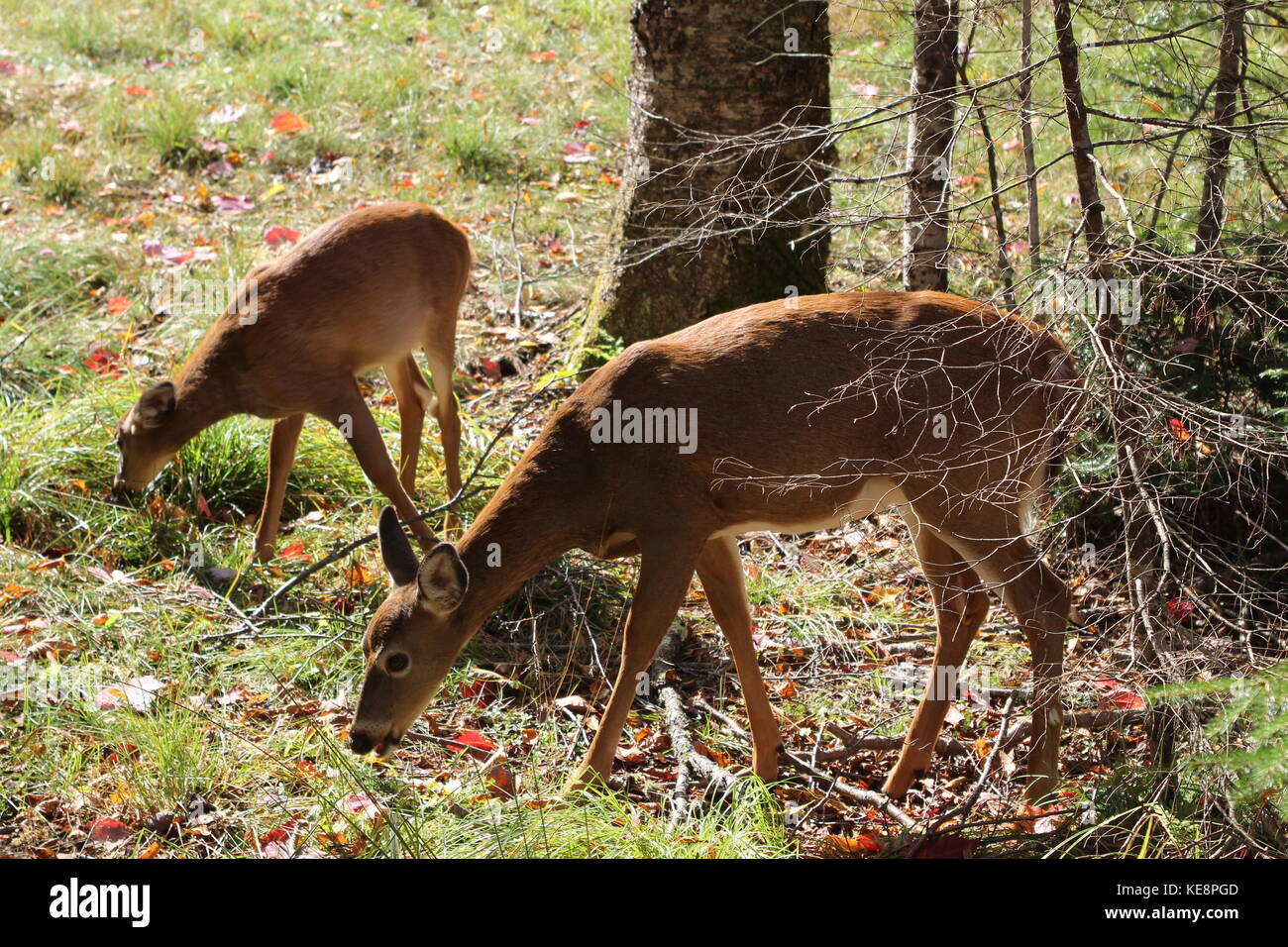 deers Stock Photo