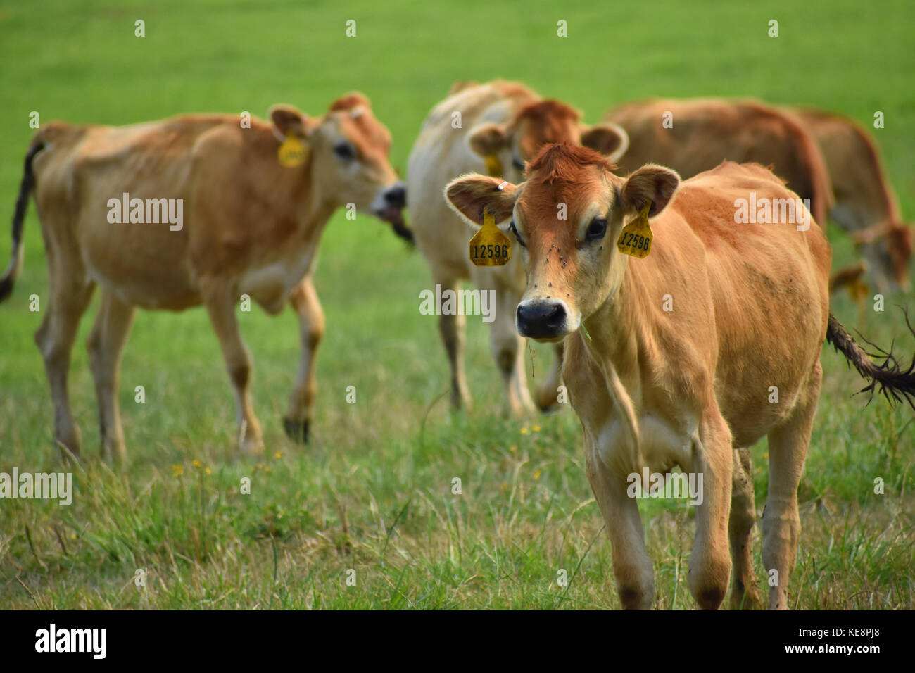 Cows in a field with beautiful green grass.  The cows have identification tags in their ears.  Some of the cows are grazing on the green grass. Stock Photo
