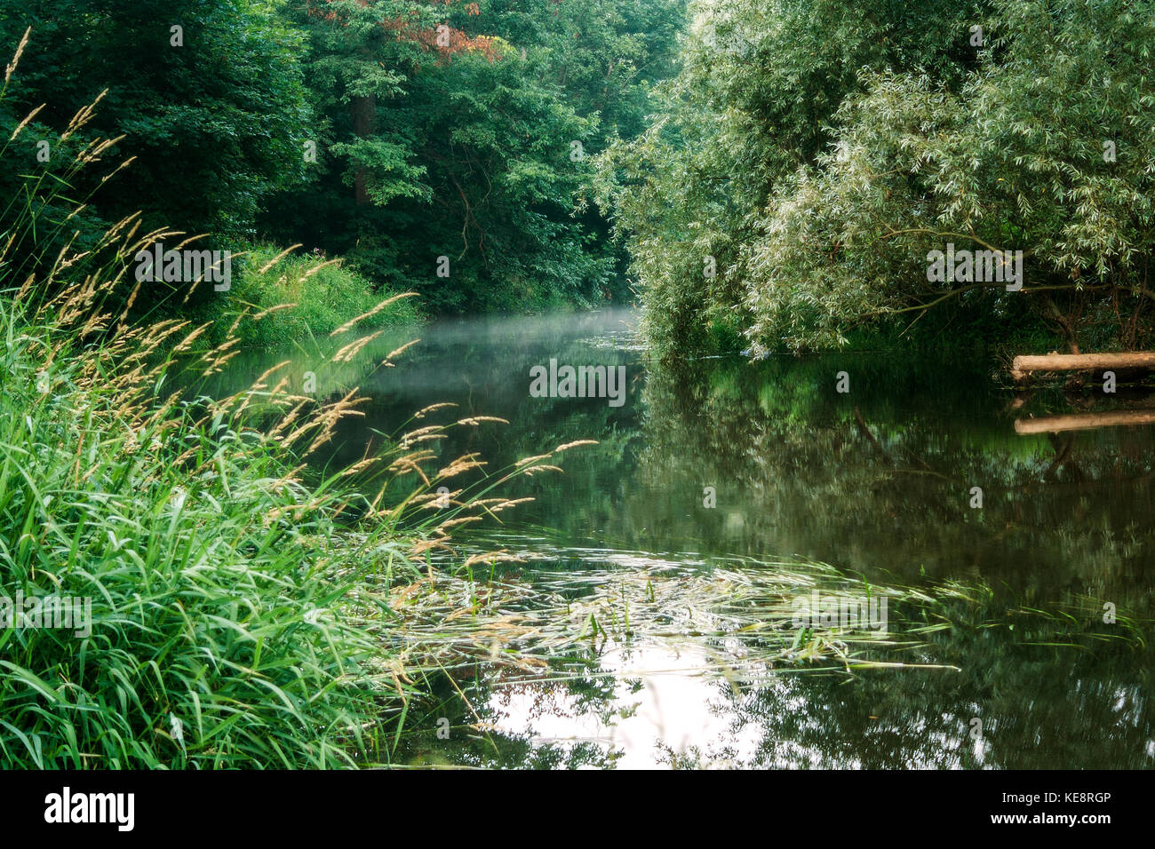 Summer foggy morning landscape with little river, reflections on the water surface and green trees and plants around. Stock Photo