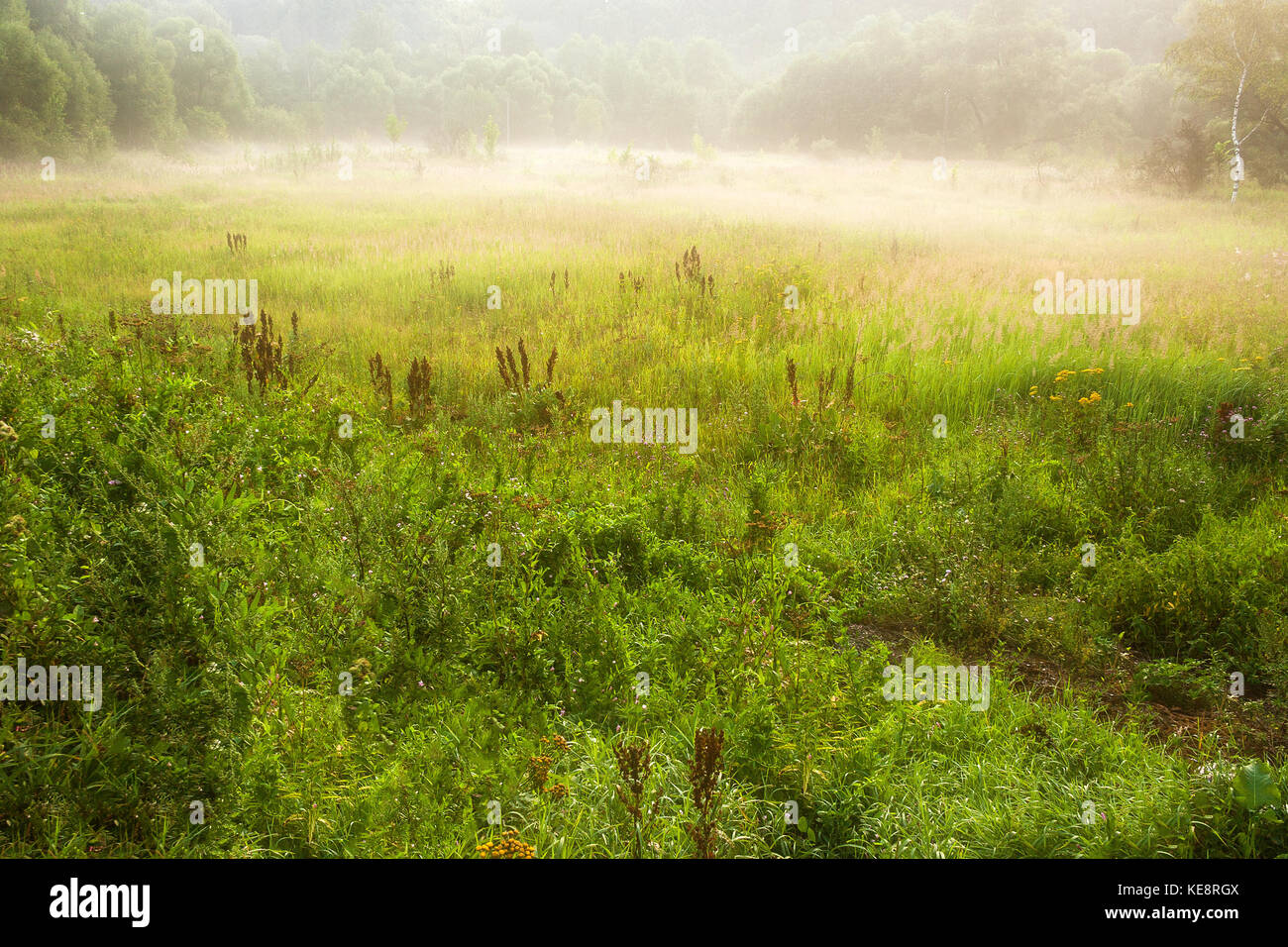 Summer morning landscape with meadow covered by plants in fog and mist ...