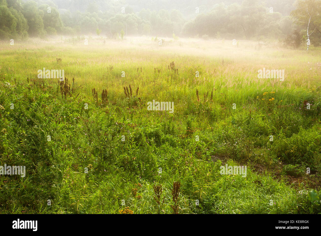 Summer morning landscape with meadow covered by plants in fog and mist. Stock Photo