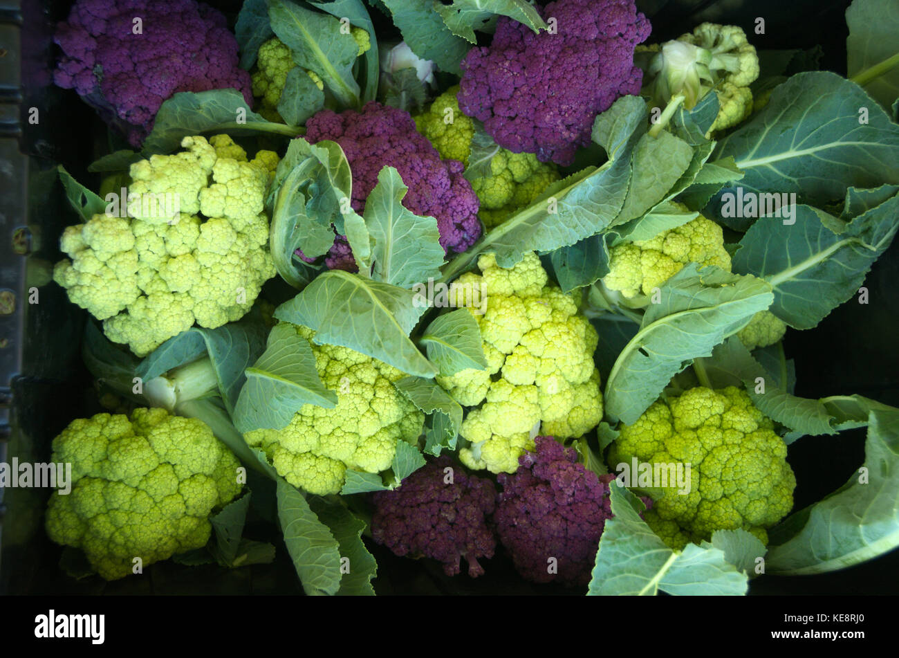 Cauliflowers Purple with leaves Farmer Market Bulk Fresh Organic Vegetables Stock Photo