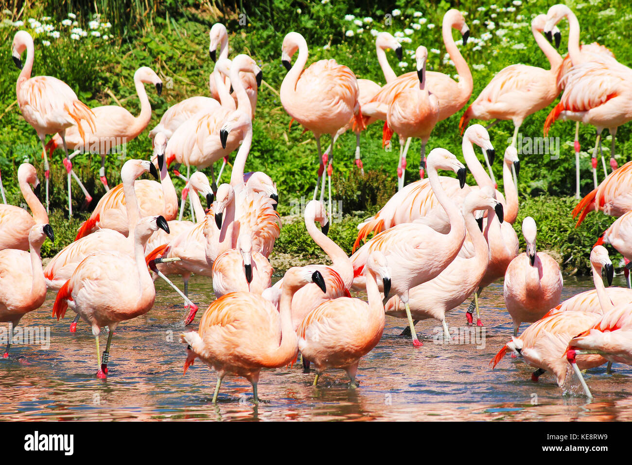Pretty Flamingoes. Filter-feeding birds. Colourful and interesting spectacle. Live on brine shrimps and blue-green algae. Wildlife. Stock Photo