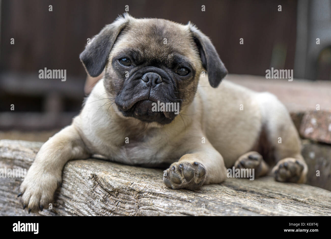cute Pug jack russell puppy relaxing outside in the garden Stock Photo