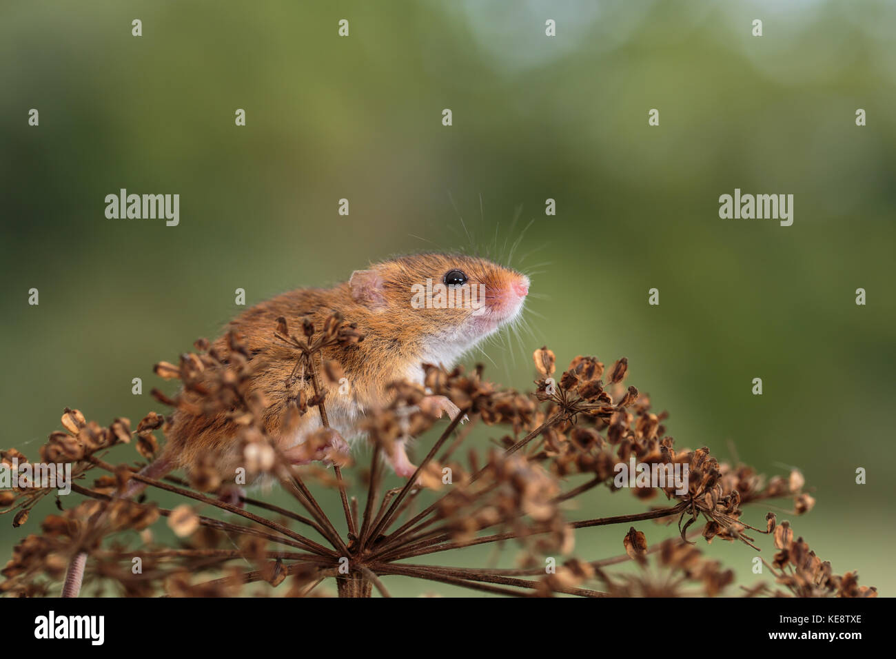 Eurasian Harvest mouse on a hedge Stock Photo Alamy