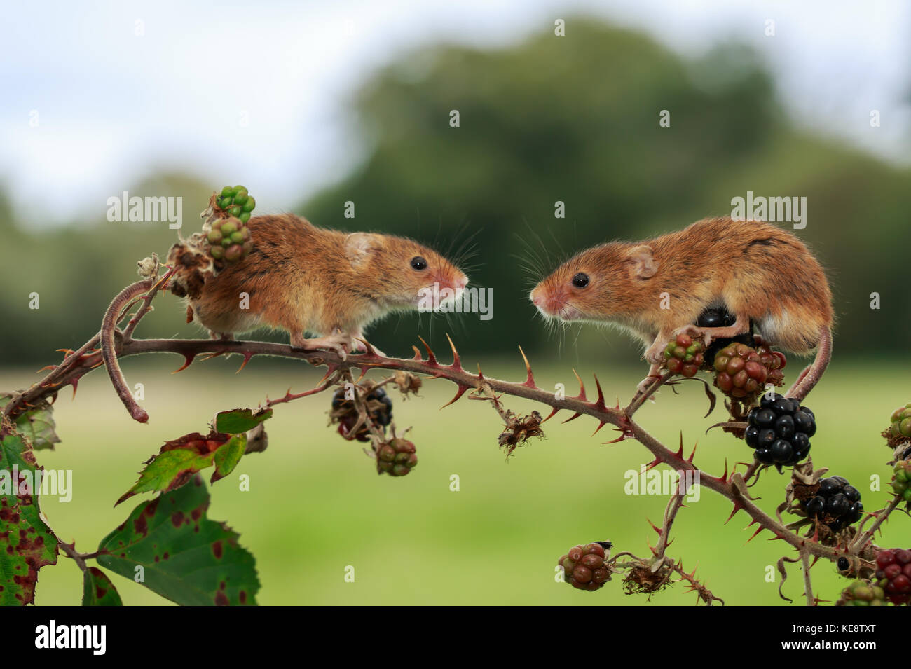 Eurasian Harvest mouse on a hedge Stock Photo Alamy