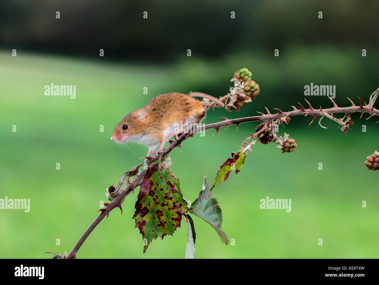 Eurasian Harvest mouse on a hedge Stock Photo Alamy