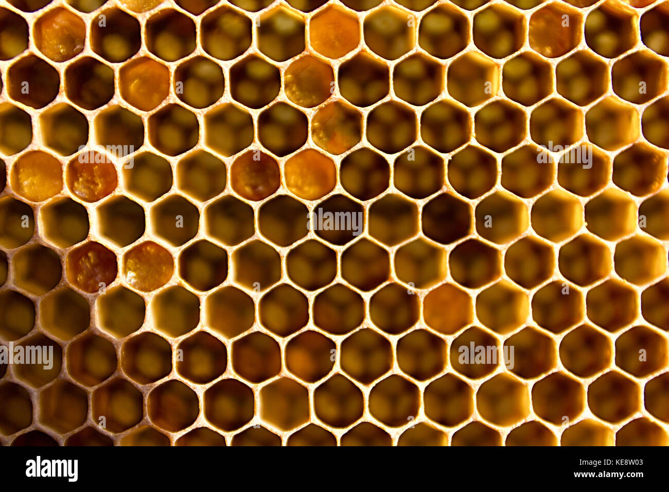 Honeycomb from a bee hive filled. Background texture of honeycomb Stock Photo