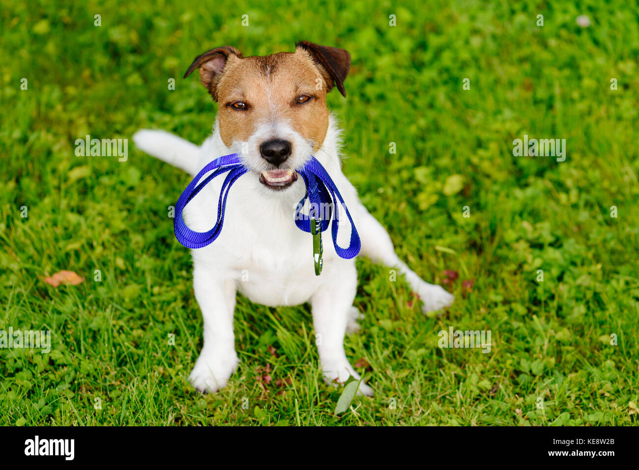 Dog holding leash hires stock photography and images Alamy