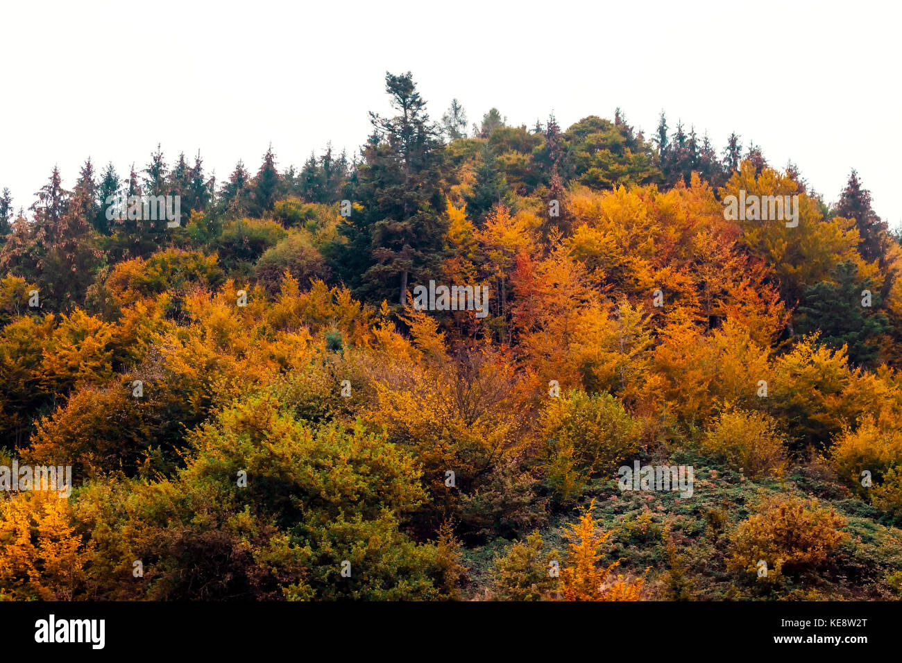 The Kobernausser Wald is the largest woodland area in Central Europe. Stock Photo