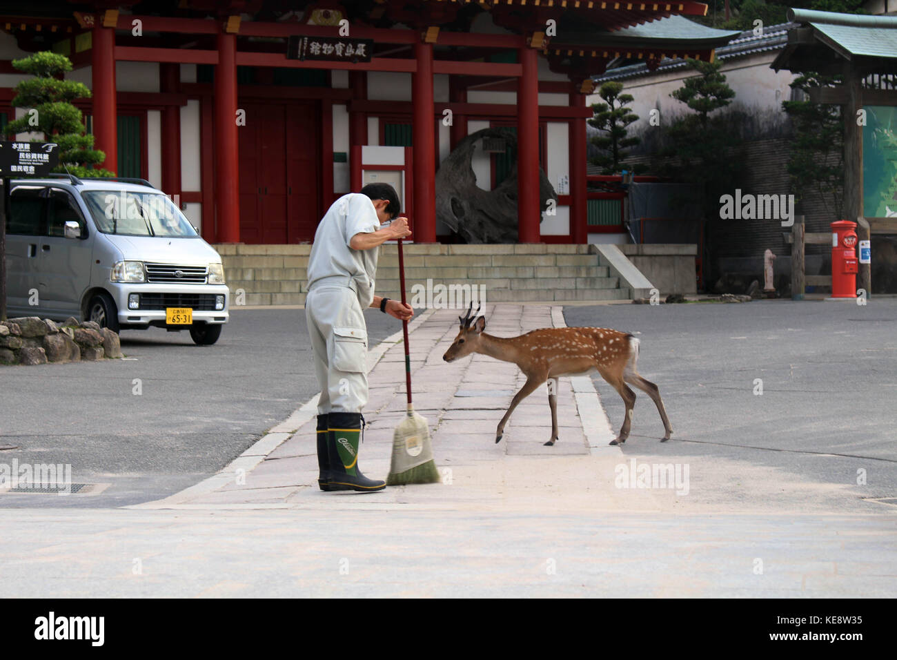 A Japanese staff (probably a janitor?) cleaning the floor in front of a  temple in Miyajima Island. He was accompanied by a deer! Pic was taken in  Japa Stock Photo - Alamy