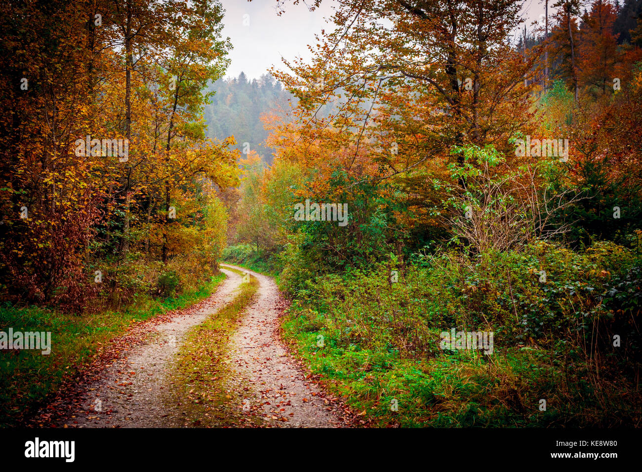 The Kobernausser Wald is the largest woodland area in Central Europe. Stock Photo