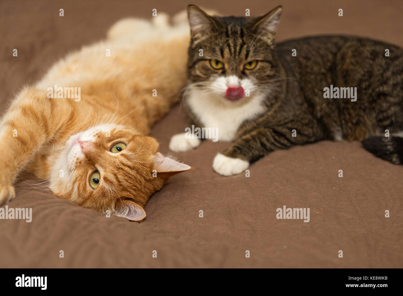 Two large striped cat sleeping on the bed Stock Photo Alamy