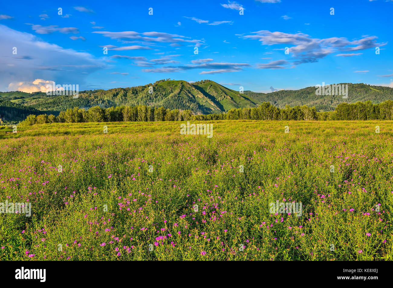 Picturesque mountain sunny landscape of green mountain hills, flowering meadow with lilac wild cornflowers and beautiful cloudy sky at bright summer d Stock Photo