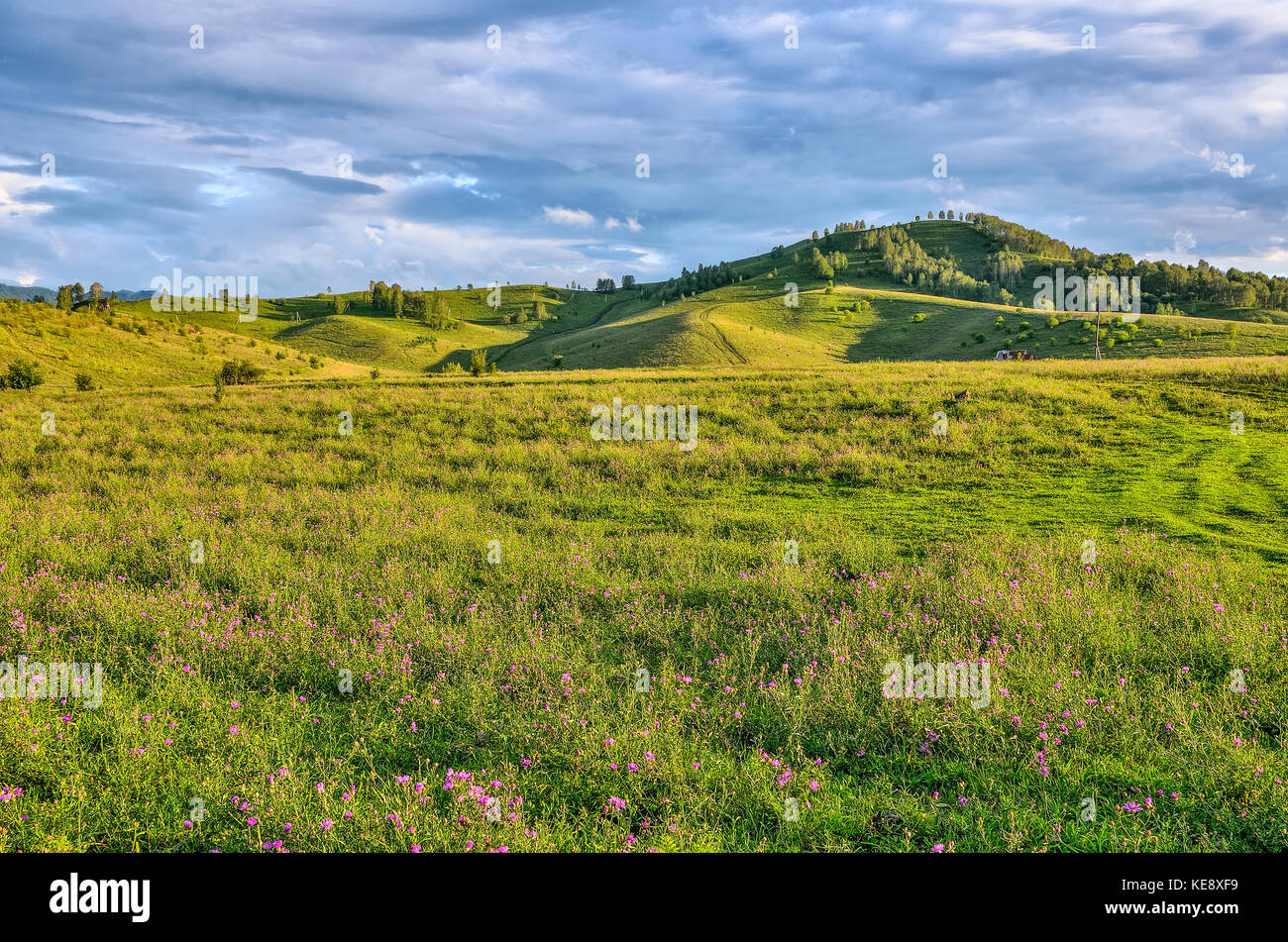 Picturesque mountain sunny landscape of green mountain hills, flowering meadow with lilac wild cornflowers and beautiful cloudy sky at bright summer d Stock Photo