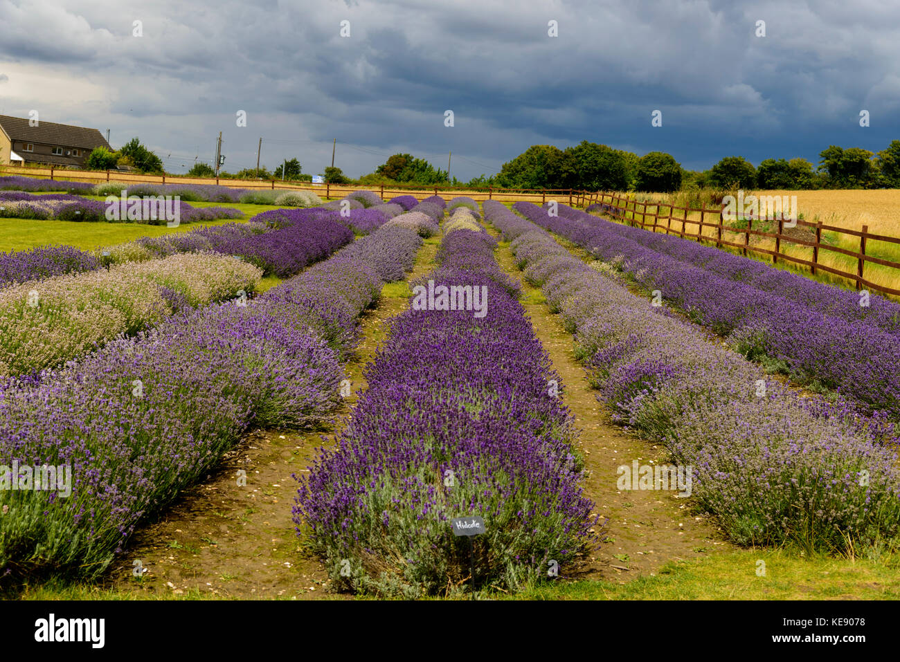 Lavender farm before the storm Stock Photo