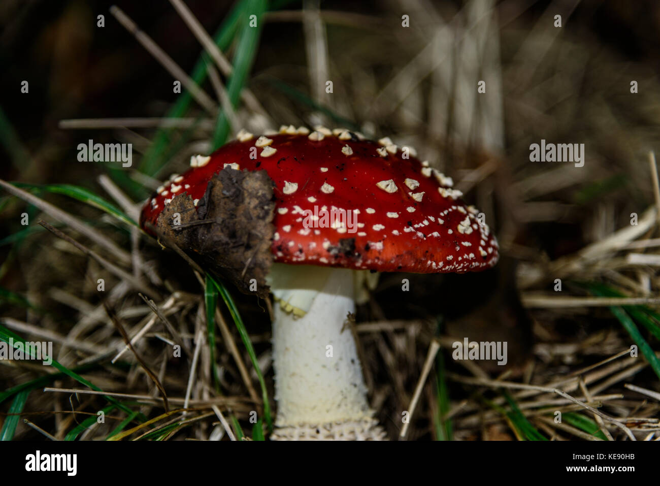Fly Agaric red speckled mushroom Stock Photo