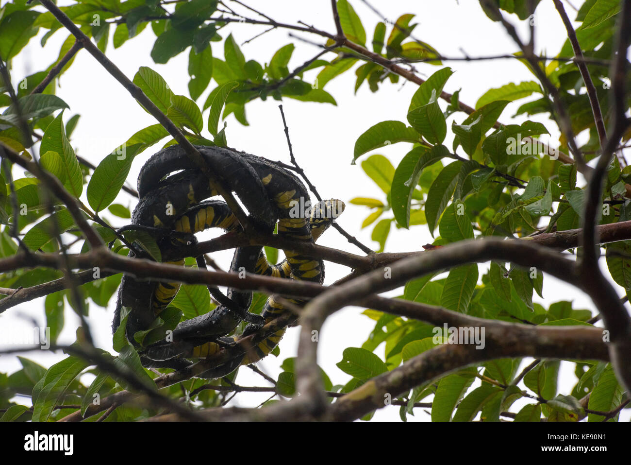 Tiger Rat Snake coiled in branches, Arenal, Costa Rica Stock Photo
