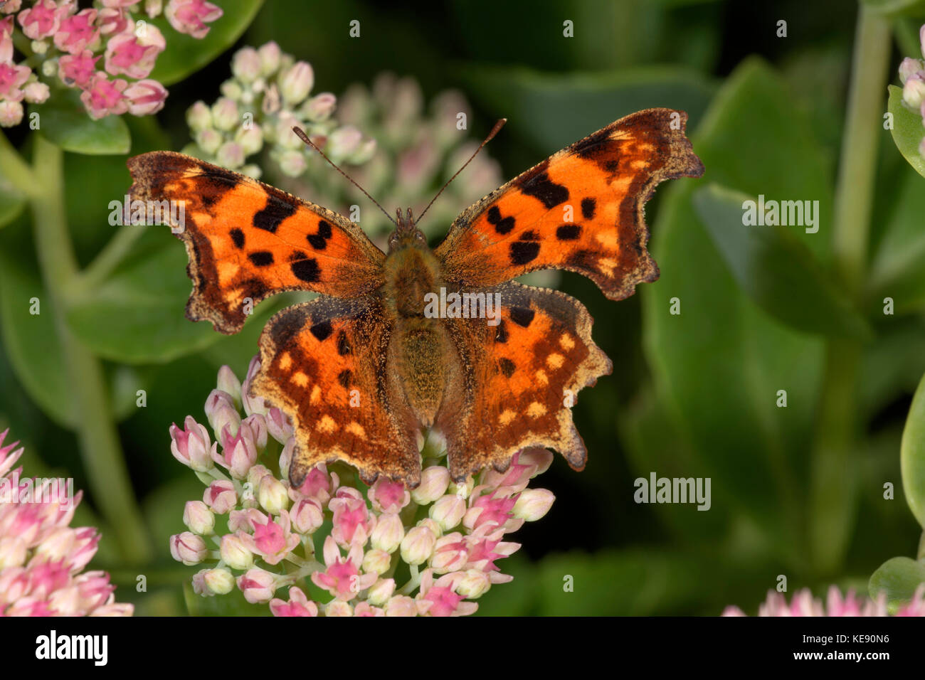 Comma Butterfly (Polygonia c-album) at orpine (Sedum telephium), Untergröningen, Baden-Württemberg, Germany Stock Photo