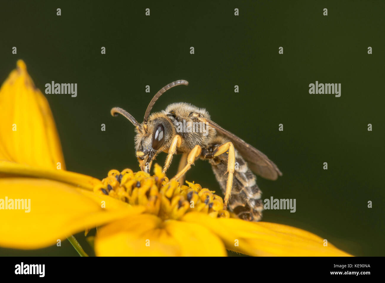 Sweat Bee (Halictus scabiosae) on Whorled-leaved tickseed (Coreopsis verticillata), Untergröningen, Baden-Württemberg, Germany Stock Photo