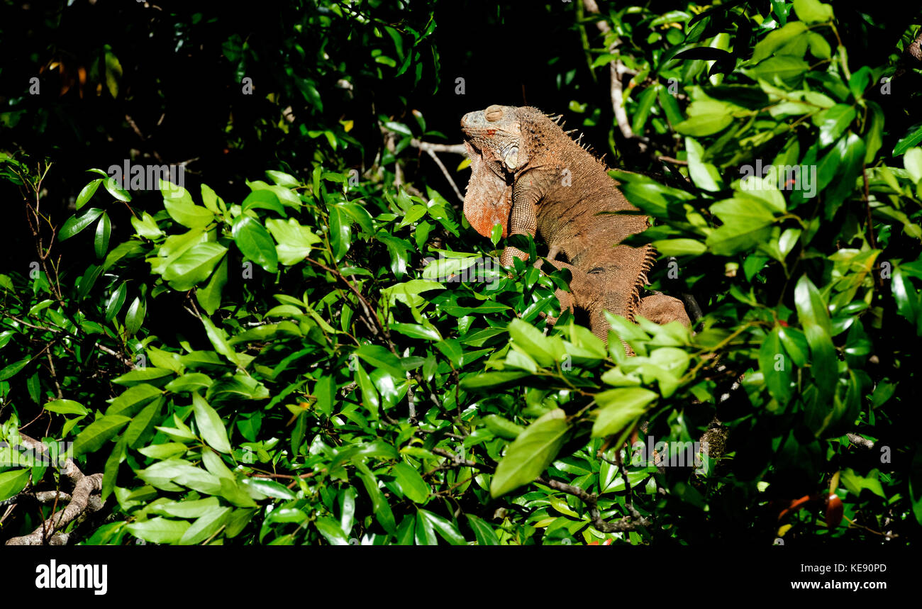 Green Iguana in a tree. Sarapiqui, Heredia, Costa Rica Stock Photo