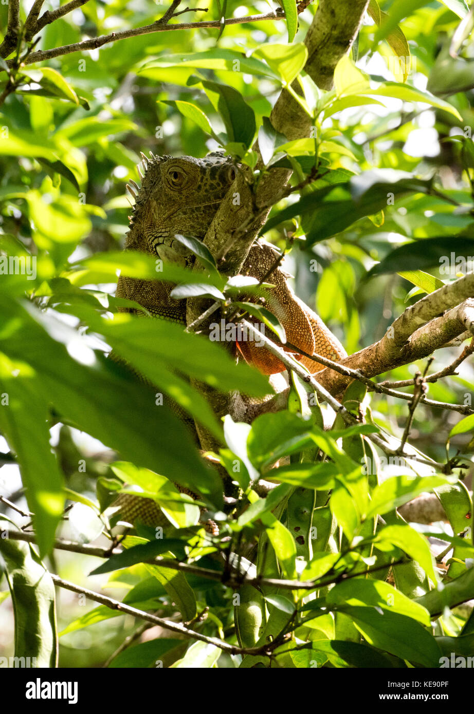 Green Iguana looking down from a branch in a tree. Sarapiqui, Heredia, Costa Rica Stock Photo