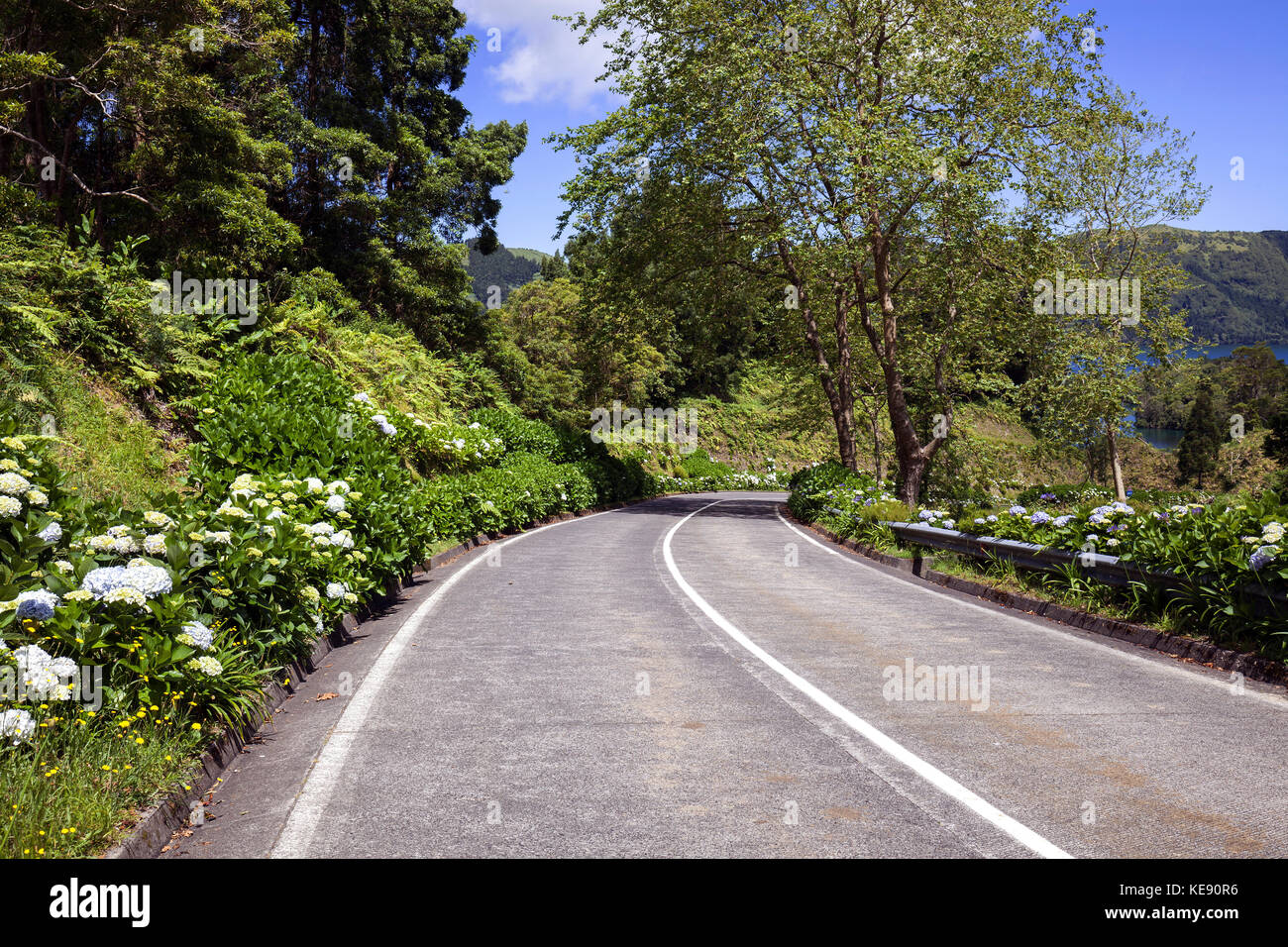 Street in the volcanic crater Sete Cidades, at the roadside Hortensias (Hydrangea), São Miguel, Azores, Portugal Stock Photo