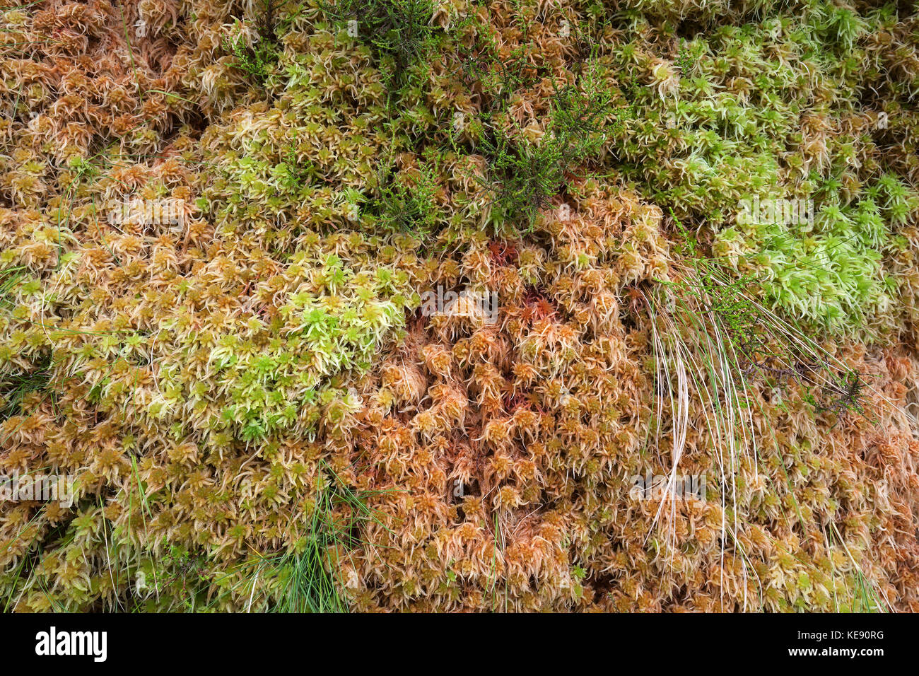 Colourful moss, São Miguel, Azores, Portugal Stock Photo