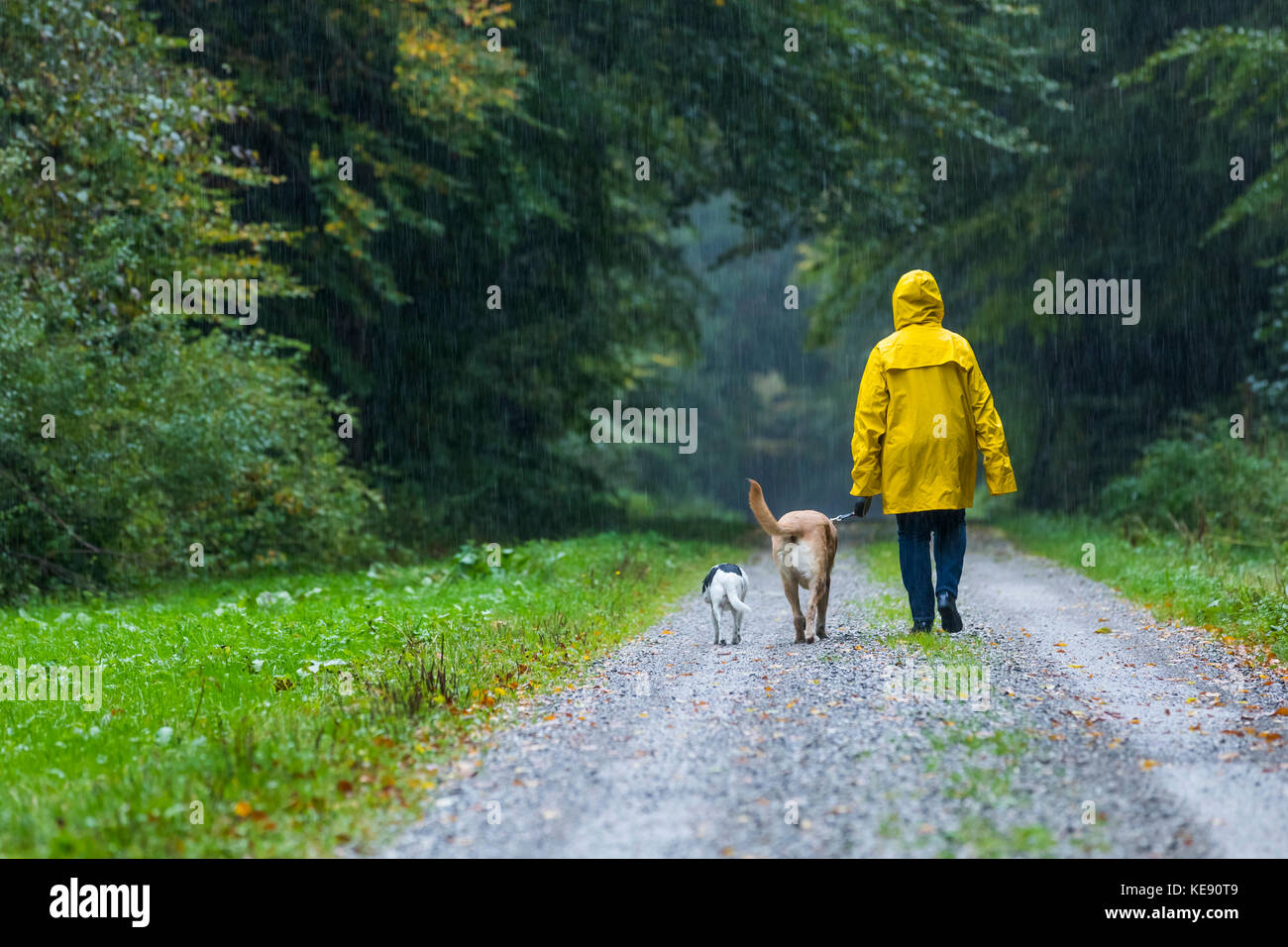 Woman walking with dogs in the rain, Unterallgäu, Bavaria Stock Photo