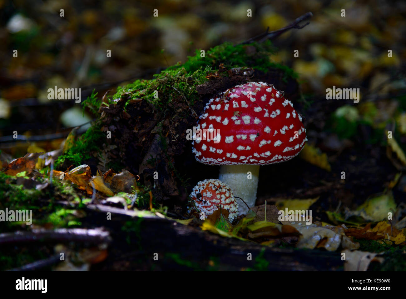 Beautiful Fly Agaric (red speckled mushroom) growing on forest floor Stock Photo