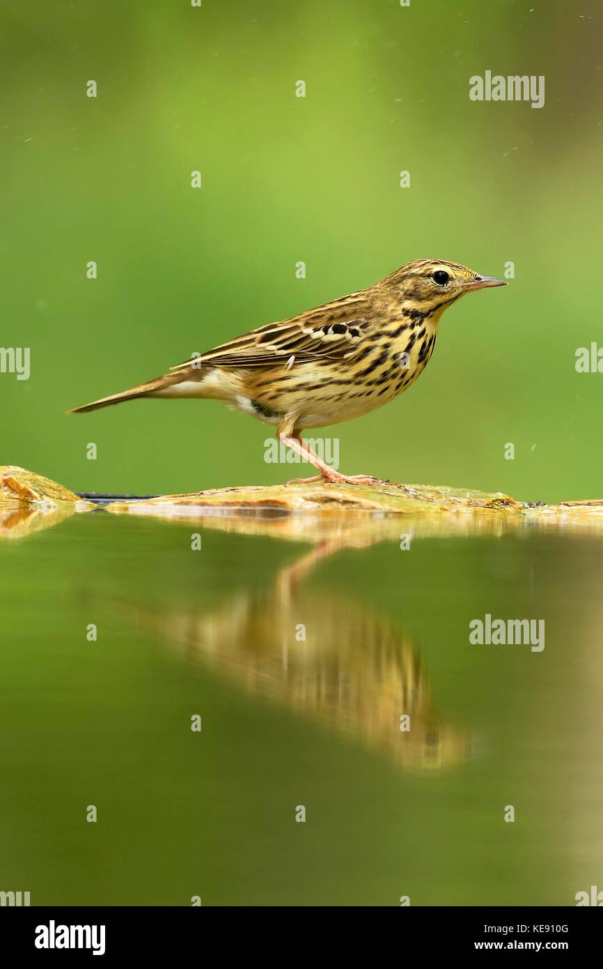 Tree pipit (Anthus trivialis) by the water, National Park Kiskunsag, Hungary Stock Photo