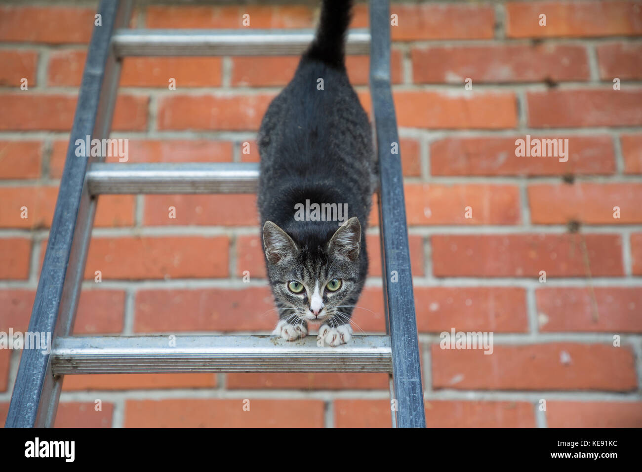 young cat climbing and jumping on a ladder Stock Photo Alamy