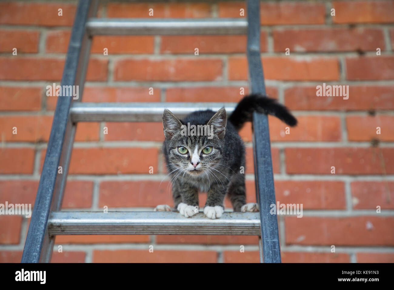 young cat climbing and jumping on a ladder Stock Photo Alamy
