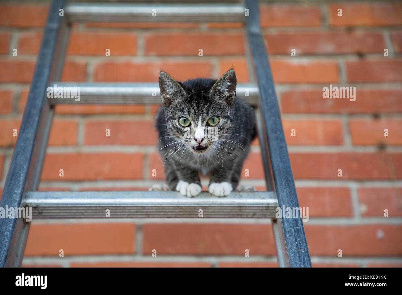 young cat climbing and jumping on a ladder Stock Photo Alamy