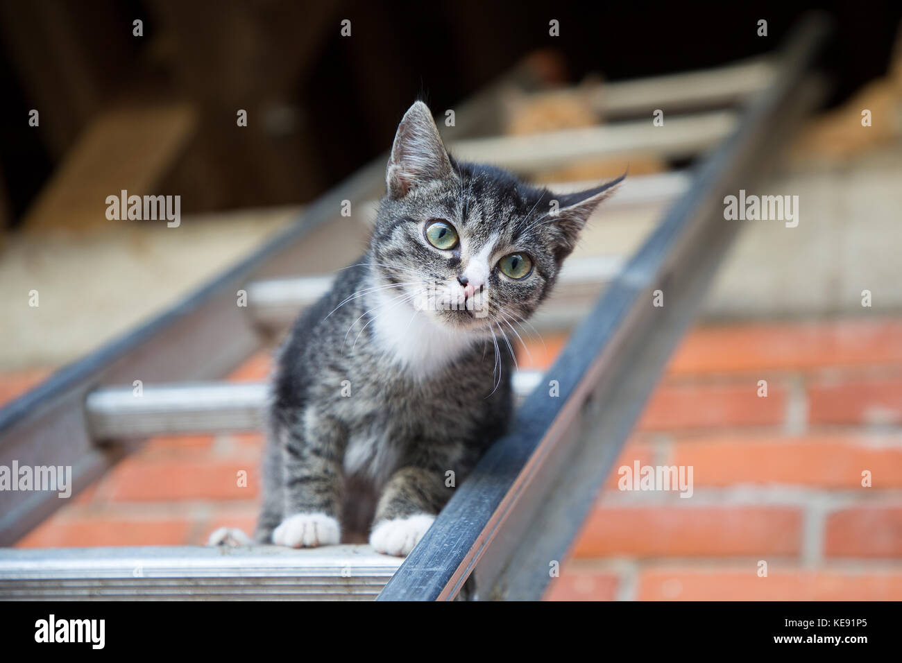 young cat climbing and jumping on a ladder Stock Photo