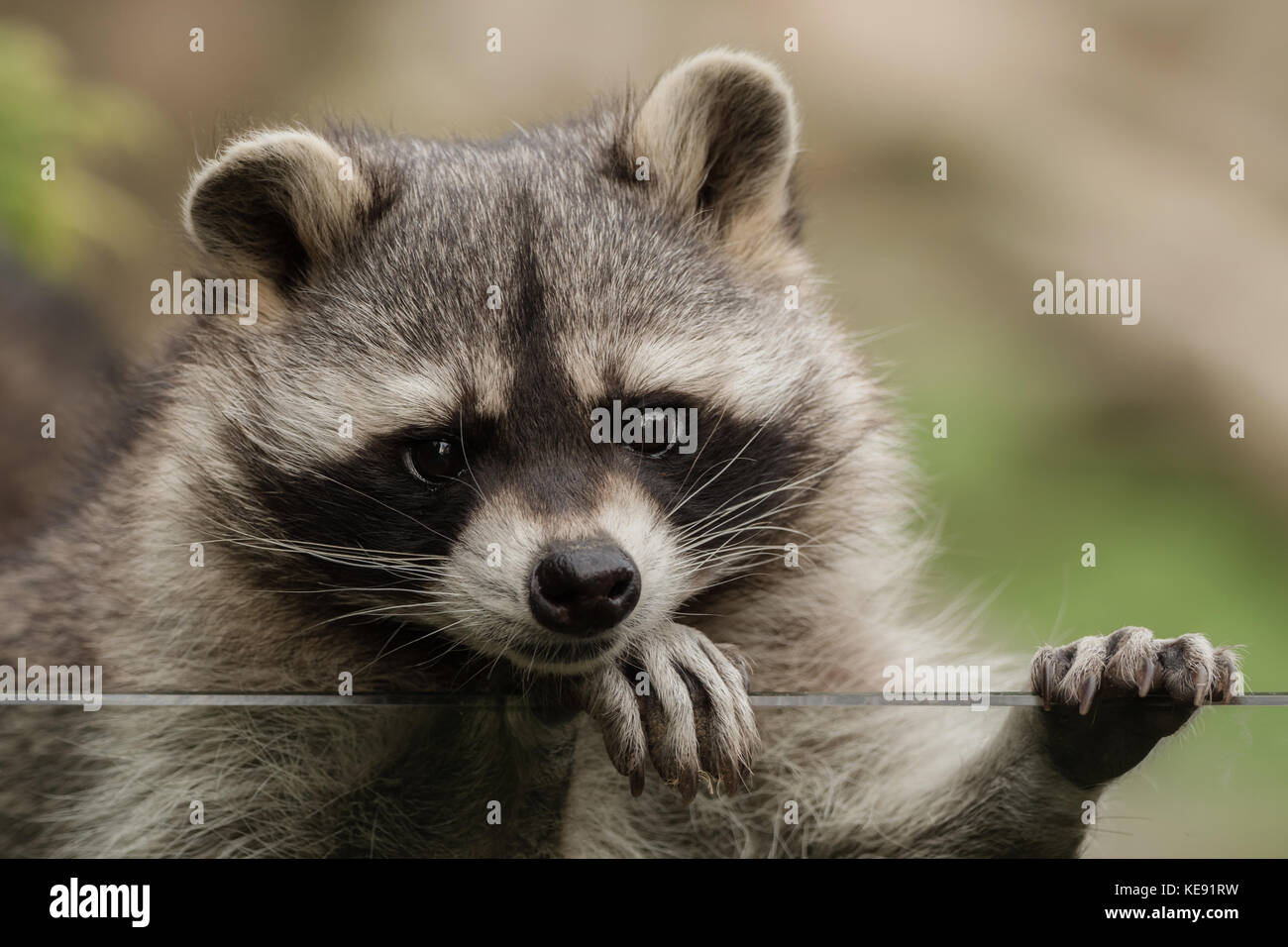 Short Racoon Closeup of racoon hi-res stock photography and images - Alamy