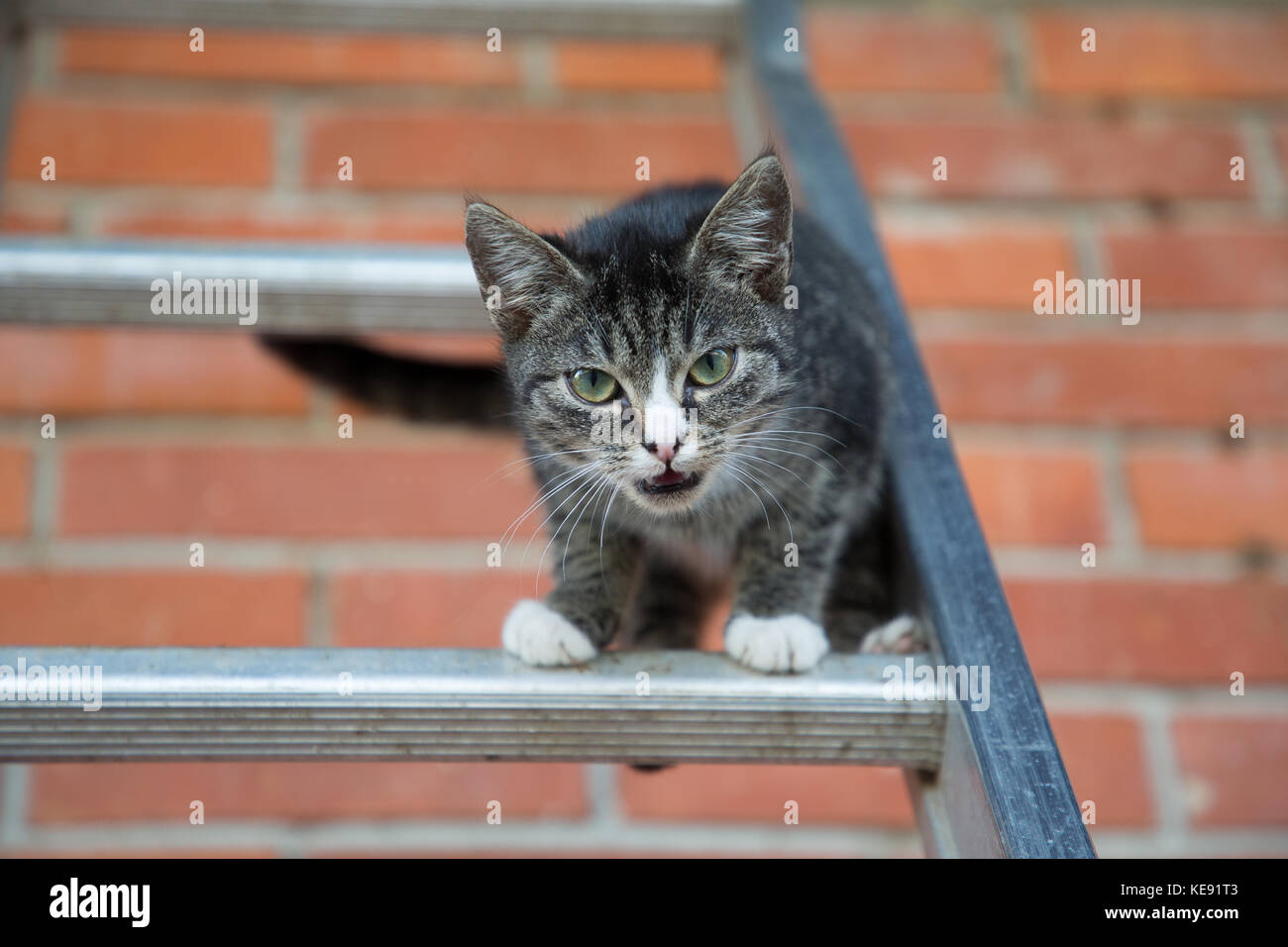 young cat climbing and jumping on a ladder Stock Photo Alamy