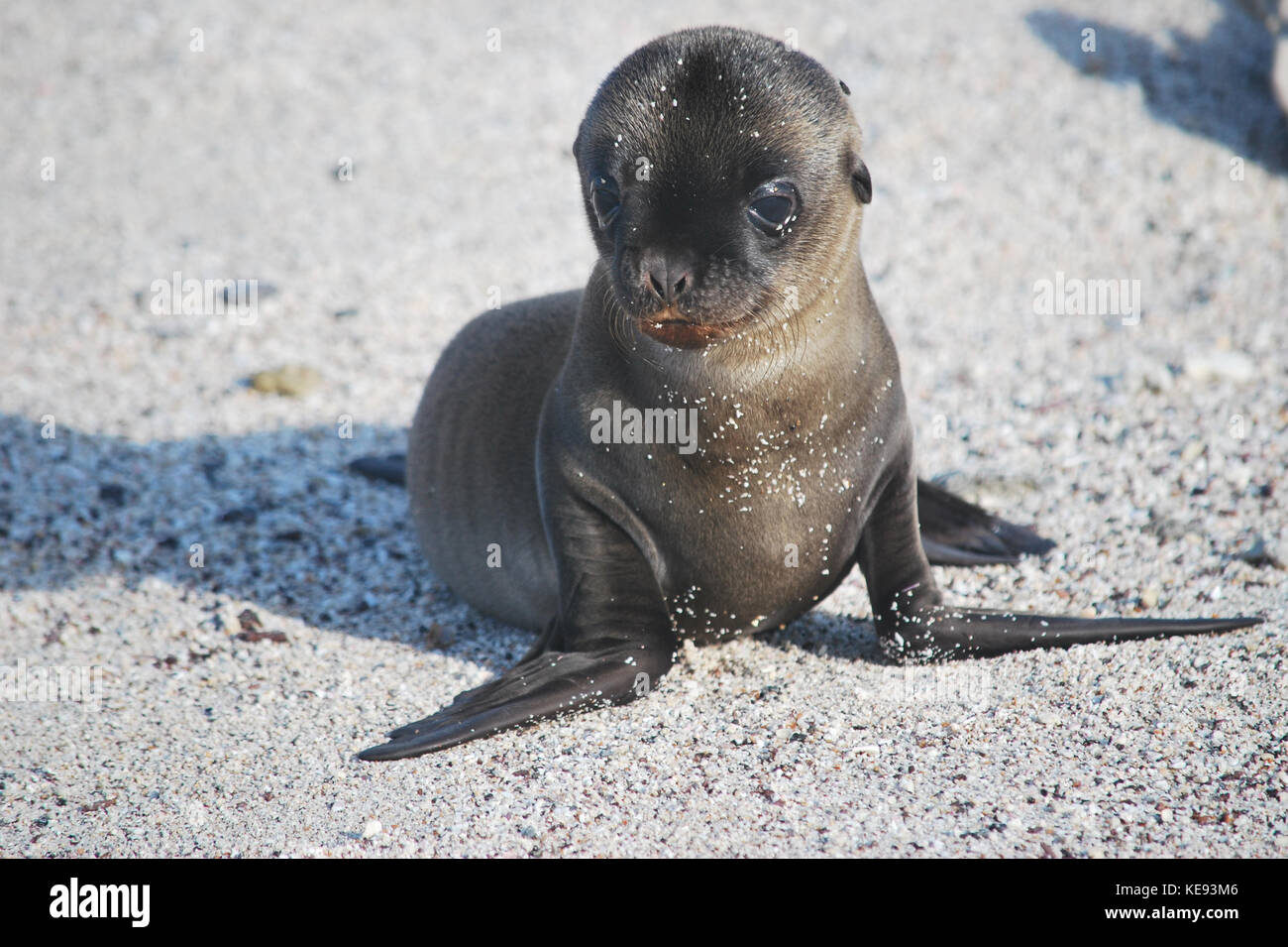 Galápagos sea lion pup Stock Photo