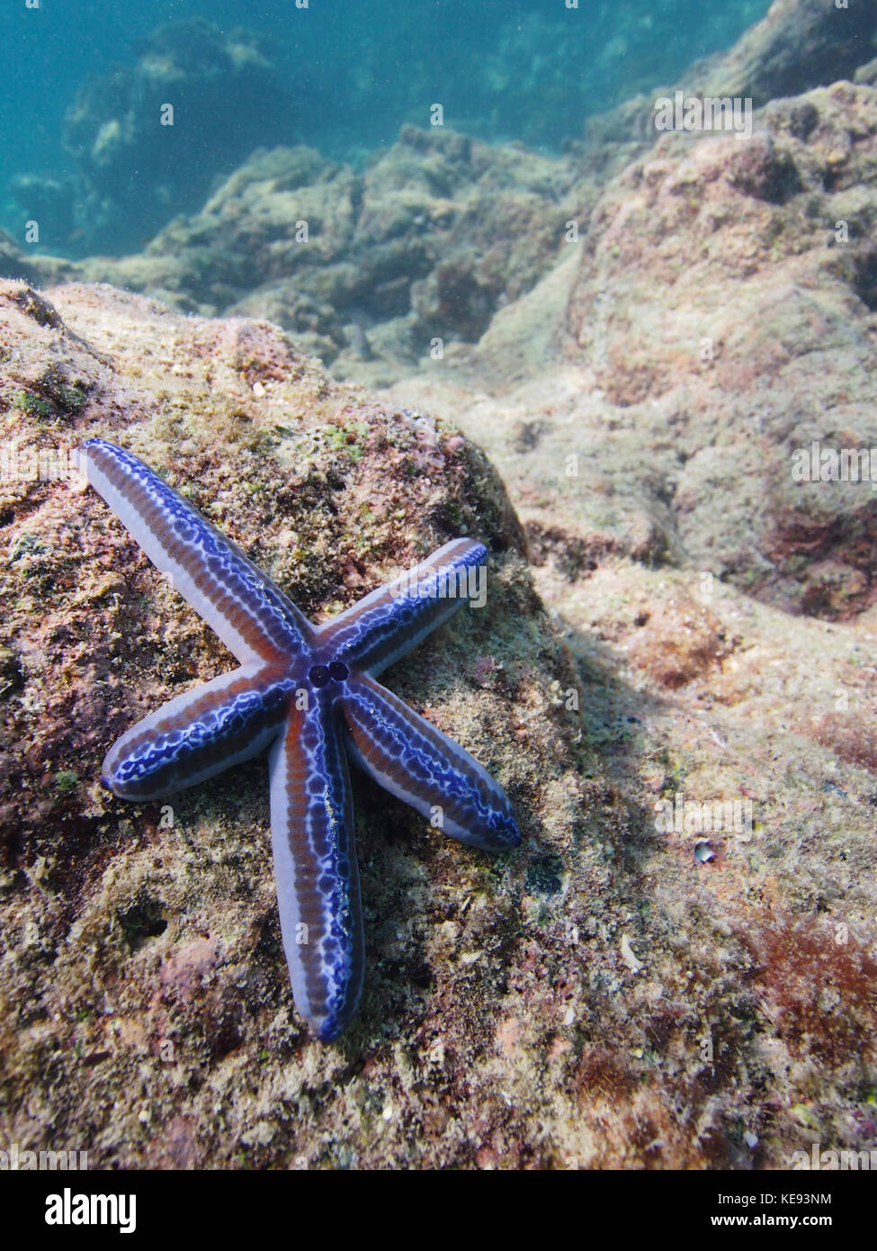 blue seastar or tan starfish underwater at the Galapagos Stock Photo