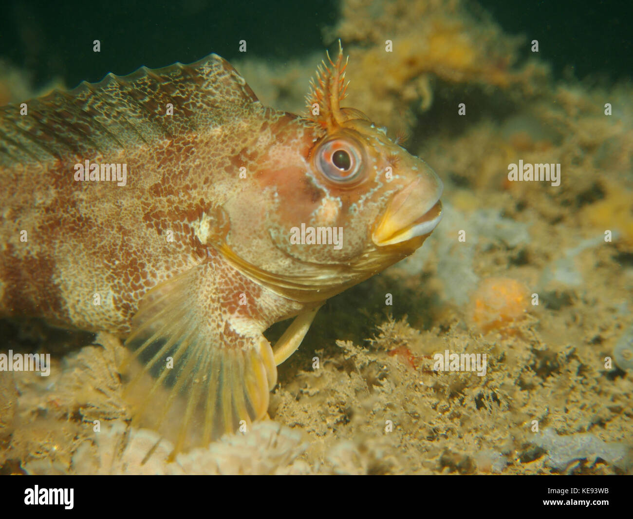 Tompot blenny underwater offshore from Dorset coast Stock Photo