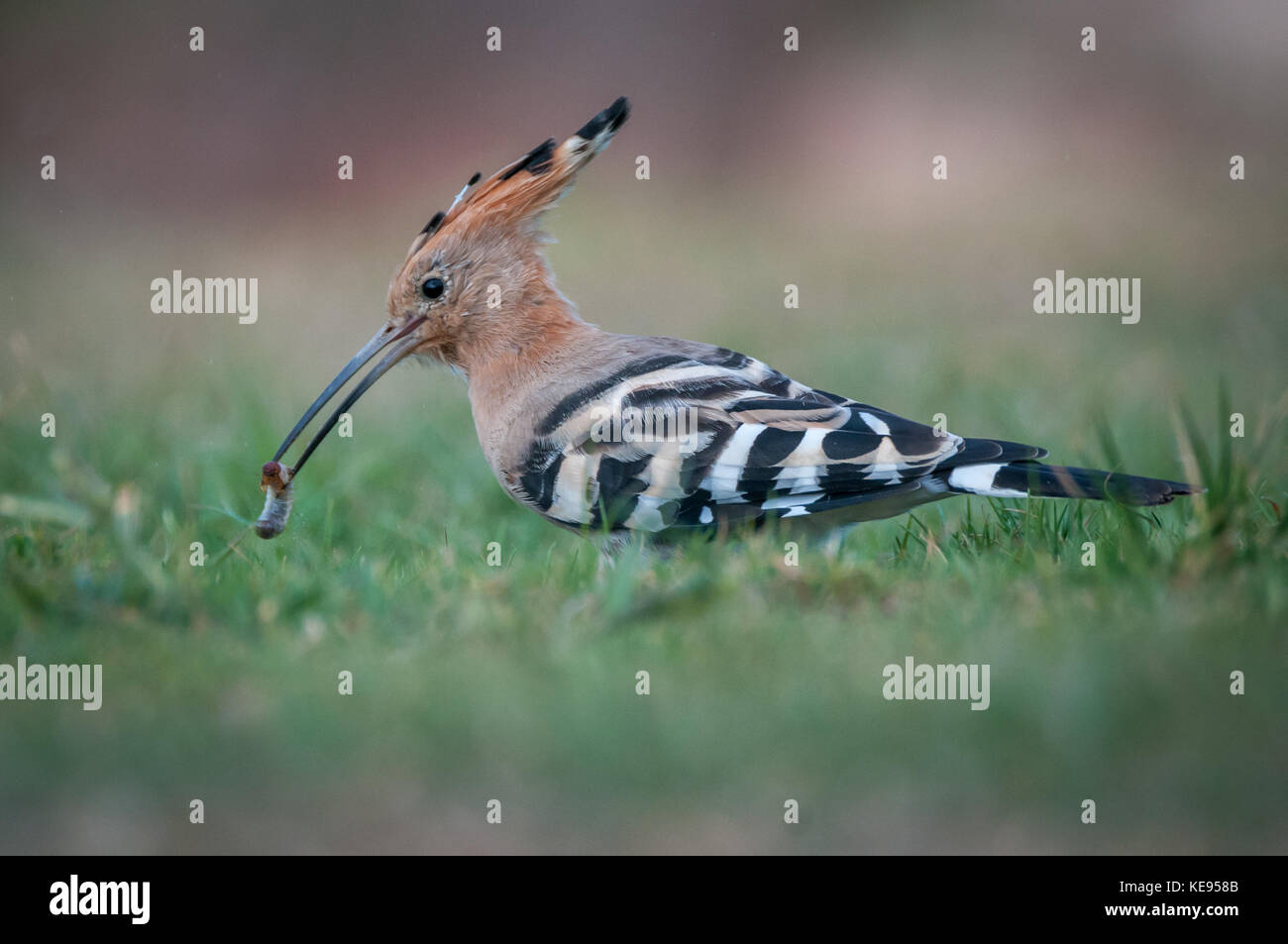 Hoopoe bird searching for worms in the fresh grass Stock Photo